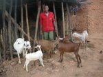 Anthoni Paulo with goats&nbsp;1