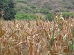 Dried maize