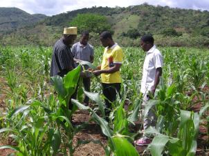 1 Imamu Athumani Shemtoi with Charles Emmanuel, Peter Shemweta and Hamza Saidi inspecting the maize